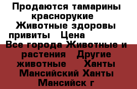 Продаются тамарины краснорукие . Животные здоровы привиты › Цена ­ 85 000 - Все города Животные и растения » Другие животные   . Ханты-Мансийский,Ханты-Мансийск г.